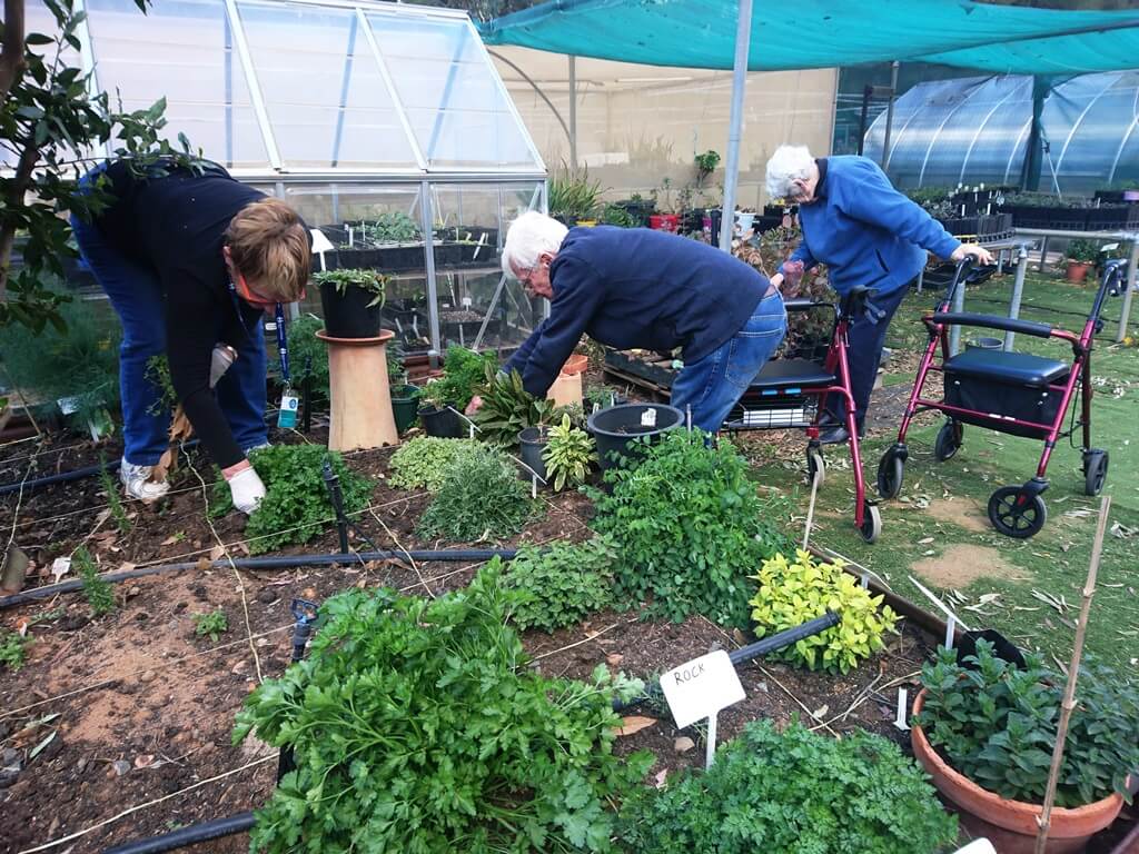 Weeding the herb garden
